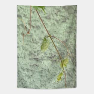 Young plant stem with green leaves in focus on light green wall background Tapestry