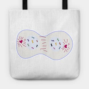 Meiosis Heart Cell Dividing Telophase I Tote