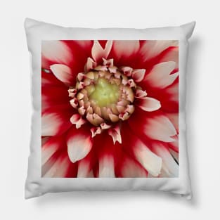 Macro Red And White Dahlia Bloom Pillow