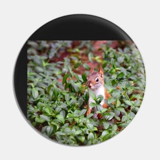 Baby Squirrel in Periwinkle Pin