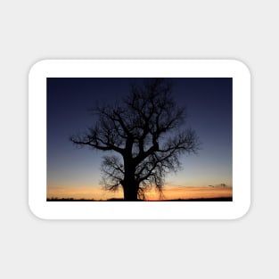 Kansas colorful Sunset with a Tree Silhouette out in the country Magnet