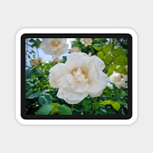 Beautiful White Rose Magnet