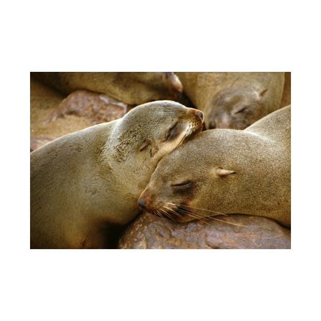 'Cuddling Cousins' - Cape Fur Seals by Carole-Anne