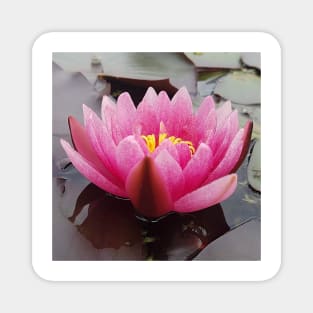 Pink Lotus Magnet