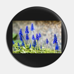 Grape hyacinths flowers in front of stone wall Pin