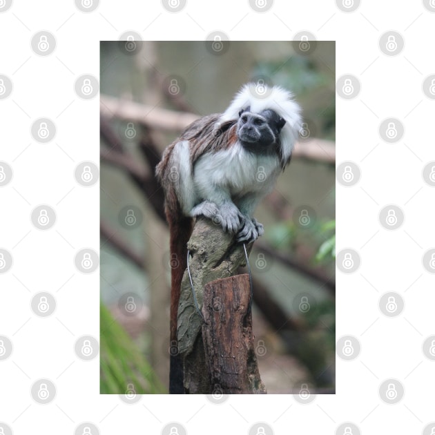 Cotton Top Tamarin by LeanneAllen