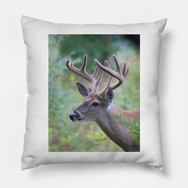 White-tailed Buck in Summer Pillow by Jim Cumming