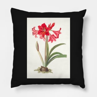 Hardy Amaryllis - botanical illustration Pillow