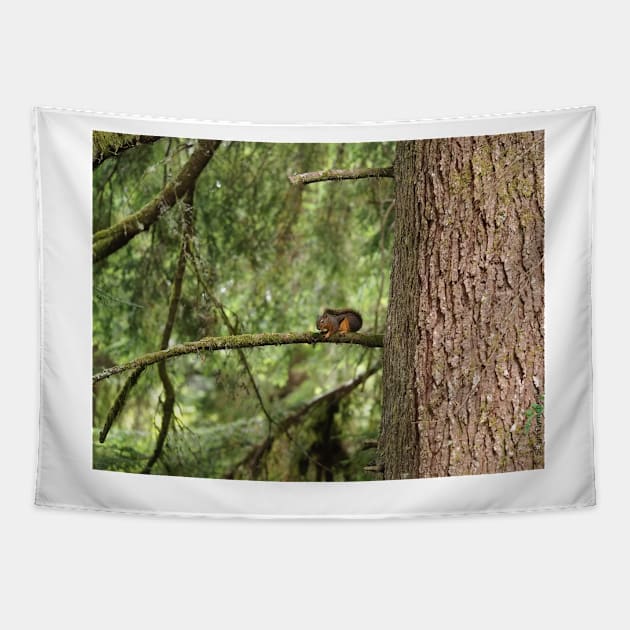 Douglas squirrel (Tamiasciurus douglasii) Tapestry by SDym Photography