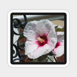 Hibiscus Magnet