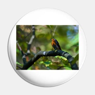 Robin perched on a branch Pin