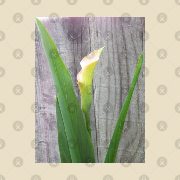 Beautiful Single Calla Lily by HutzcraftDesigns