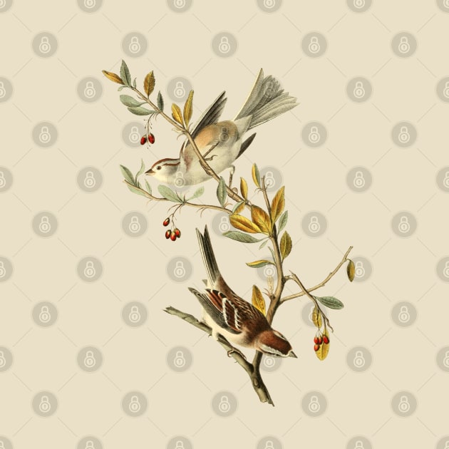 Sparrow Birds Vintage Wildlife Illustration by Biophilia