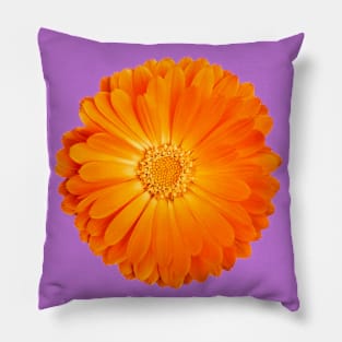 Orange Flower on funky purple background Pillow