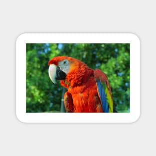 macaw Magnet