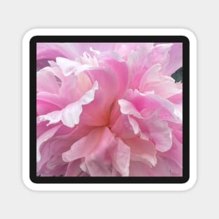 Passionate Pink Carnation Flower Petals Magnet
