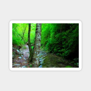 View from Sarnano on the road to Cascata del Pellegrino with trunks, waters, pebbles, greenery Magnet