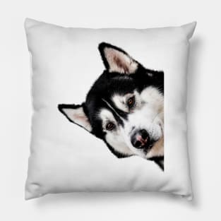 Malamute Peekaboo Pillow