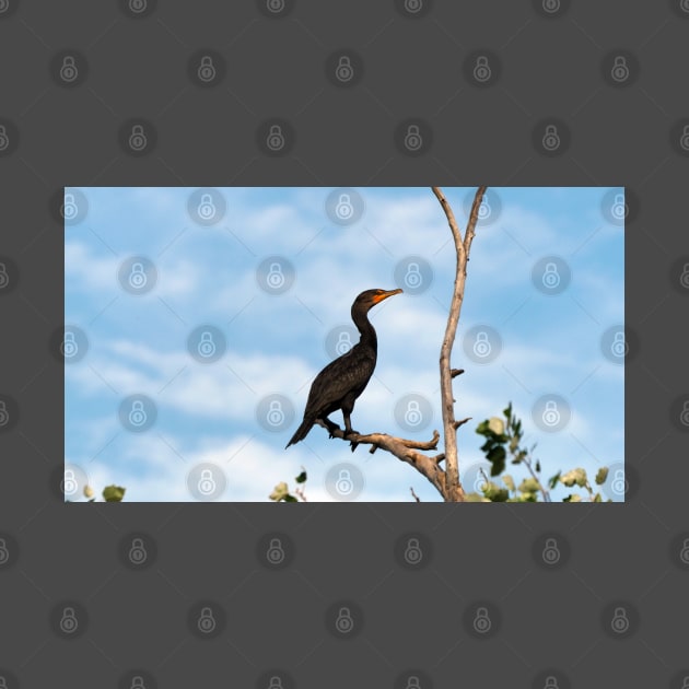 Double-crested Cormorant Perched On a Tree Branch by BackyardBirder