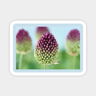 Allium sphaerocephalon   AGM  Round-headed garlic  Round-headed leek Magnet