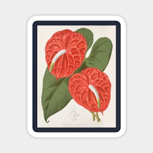 Anthurium Andreanum - Paxton's - Botanical Illustration Magnet