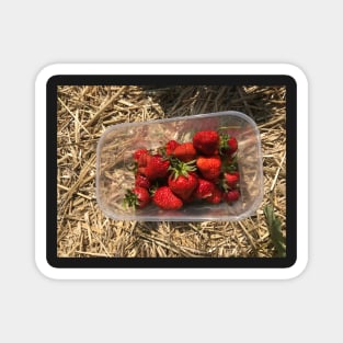 Picking Strawberries Magnet