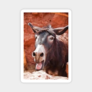 Morocco. Village. Donkey. Magnet