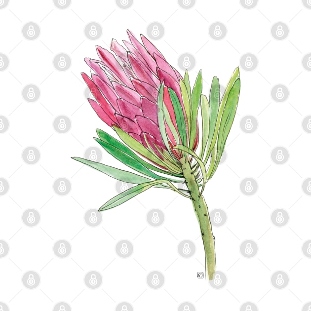 Pink Protea flower by VeraAlmeida