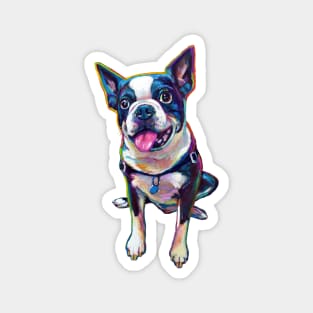 Louie the Boston Terrier Magnet