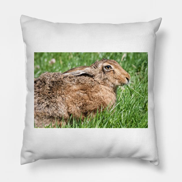 Brown Hare sat in the Grass Pillow by CreativeNatureM