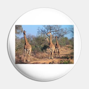 Four giraffes in the morning light Pin