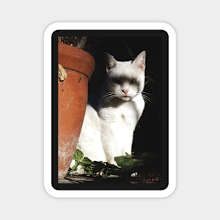 Creepy White Cat Magnet