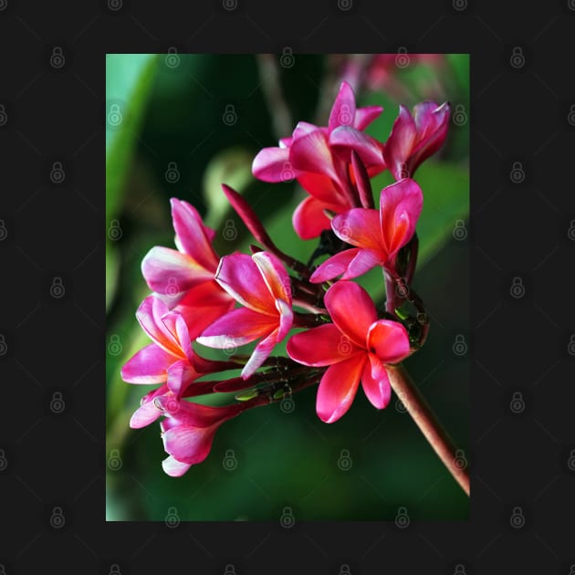 plumeria-flowers-frangipani-floral-red-shirtyshirto-70 by Shirty.Shirto