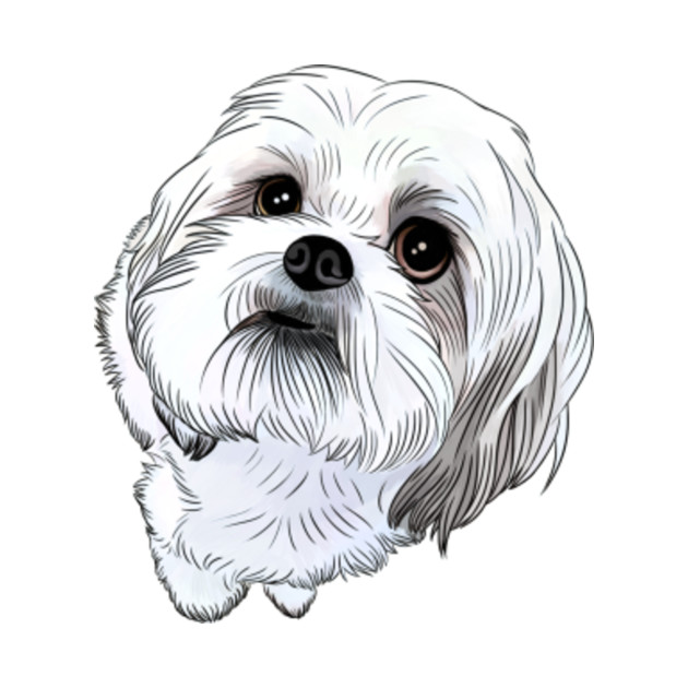 Shih Tzu Drawing Art Boheme Shih Tzu Gift Shirt - Shih Tzu Drawing - T