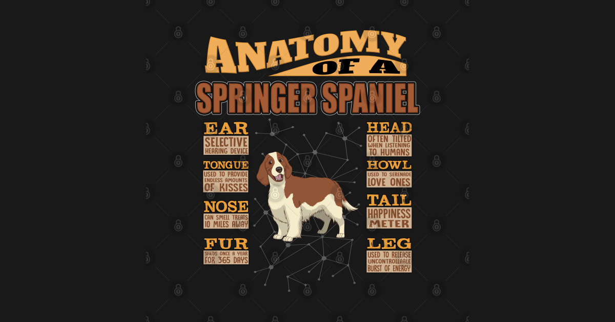 Anatomy Of A Springer Spaniel - Springer Spaniel English ...