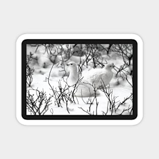 Ptarmigans in the Arctic Willow, Churchill, Canada Magnet