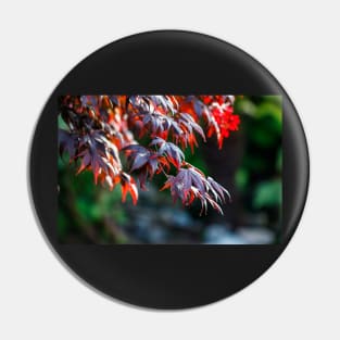 Red maple leaves Pin
