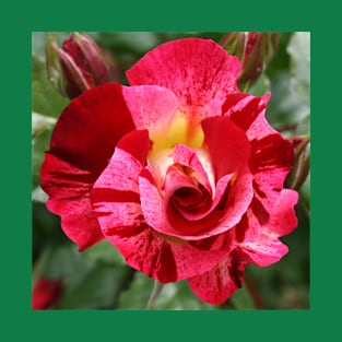 Pink Rose Blossom with green Leaves T-Shirt