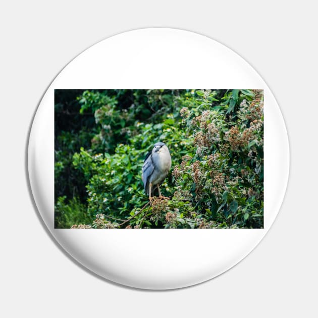 Black-crowned night heron in Honolulu Pin by KensLensDesigns