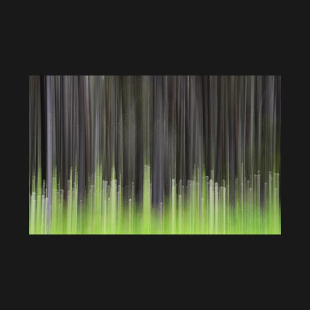 Forest Illusions- Lodgepole and Bear Grass by Whisperingpeaks