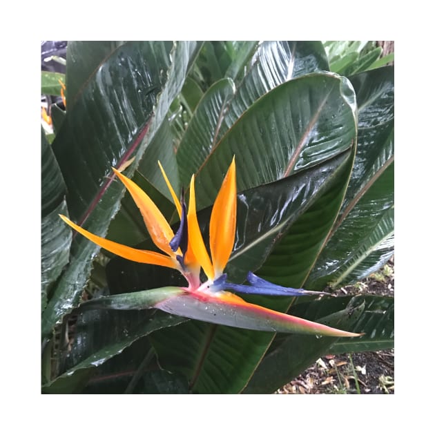 Bird of Paradise - colourful plant design by Miss Santa's Store