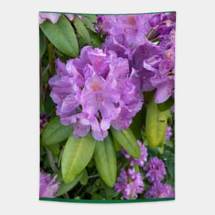 Rhododendron Tapestry