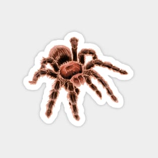 Chilean Rose Hair Tarantula Magnet