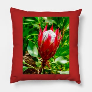 The King Protea Pillow