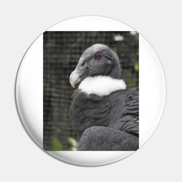 Andean Condor Pin by kirstybush