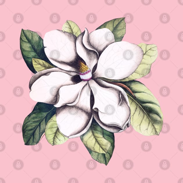 Magnolia Flower by CatyArte