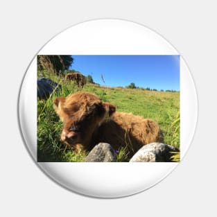 Scottish Highland Cattle Calf 1495 Pin