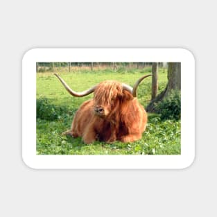 Heilan Coo Magnet