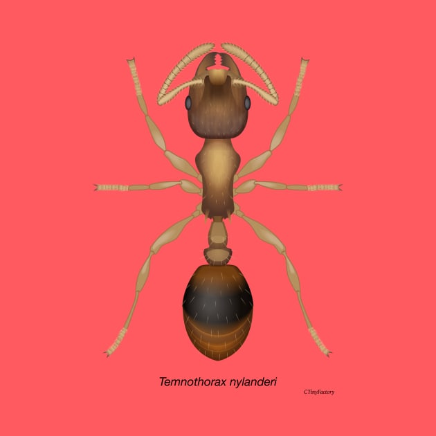 Temnothorax ant by CTinyFactory