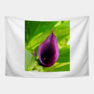 Deep Plum Purple Calla Lilly Flower in the Garden Tapestry